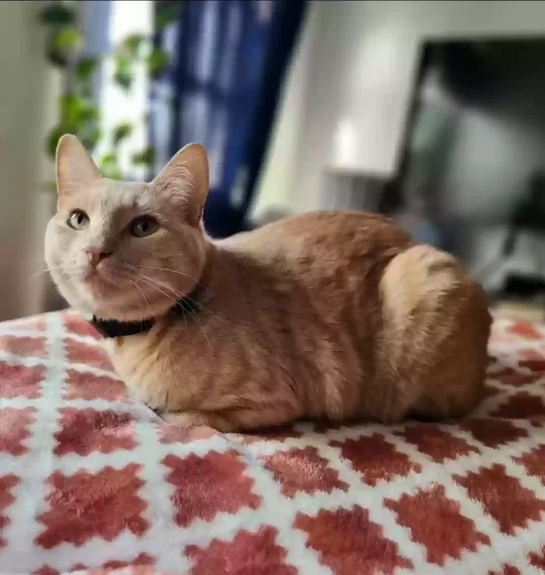 Lost cat in Brooklyn, NY, 11217