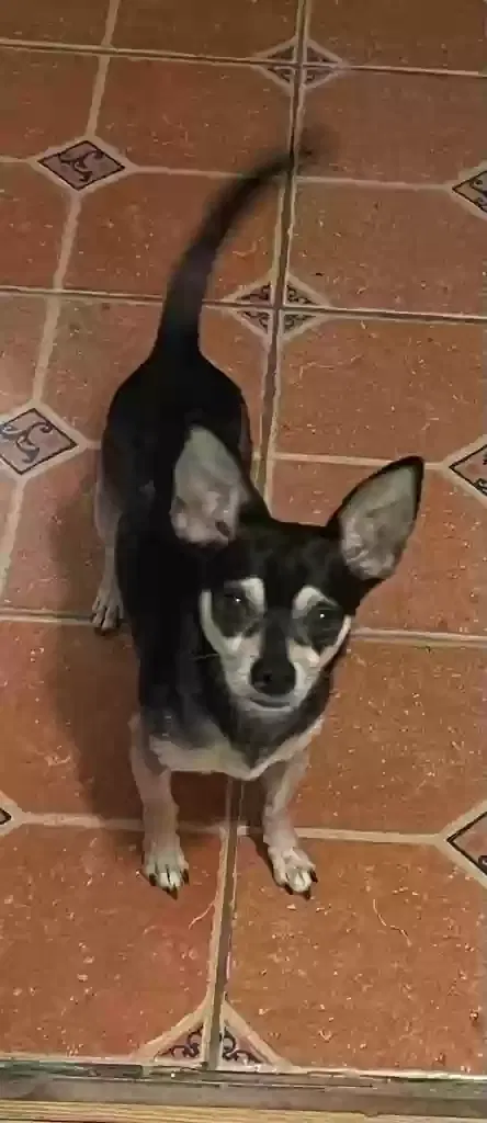 Lost dog in Miami, FL, 33135