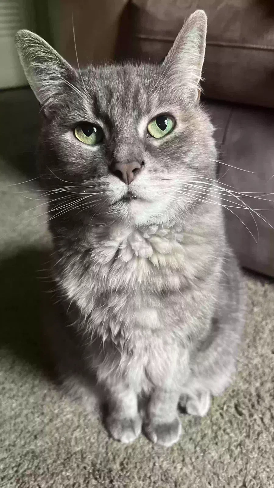 Lost cat in Henrico, VA, 23229