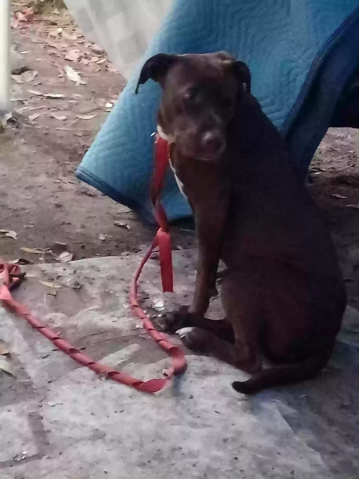 Lost dog in Ocala, FL, 34471