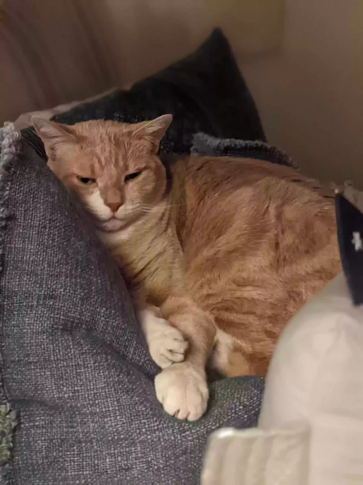 Lost cat in Santa Monica, CA, 90402