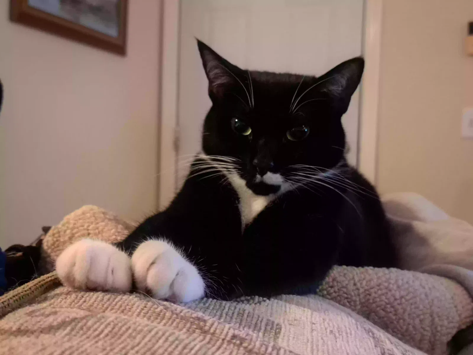 Lost cat in Jacksonville, FL, 32277