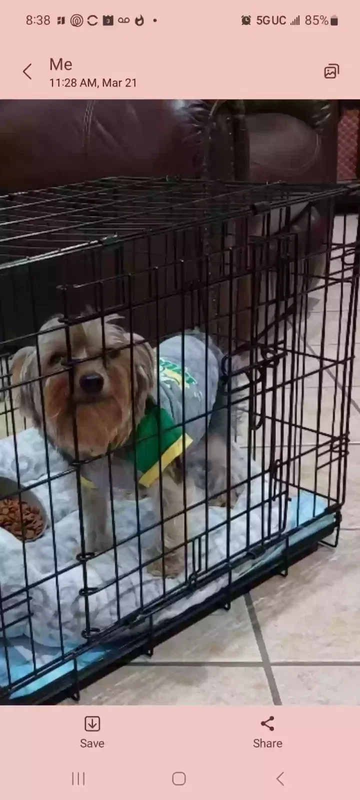 Lost dog in Mission, TX, 78574