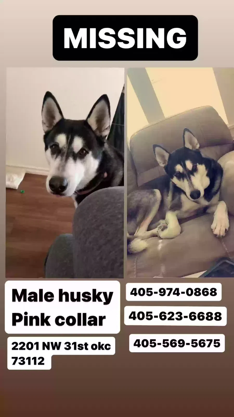 Lost dog in Oklahoma City, OK, 73112