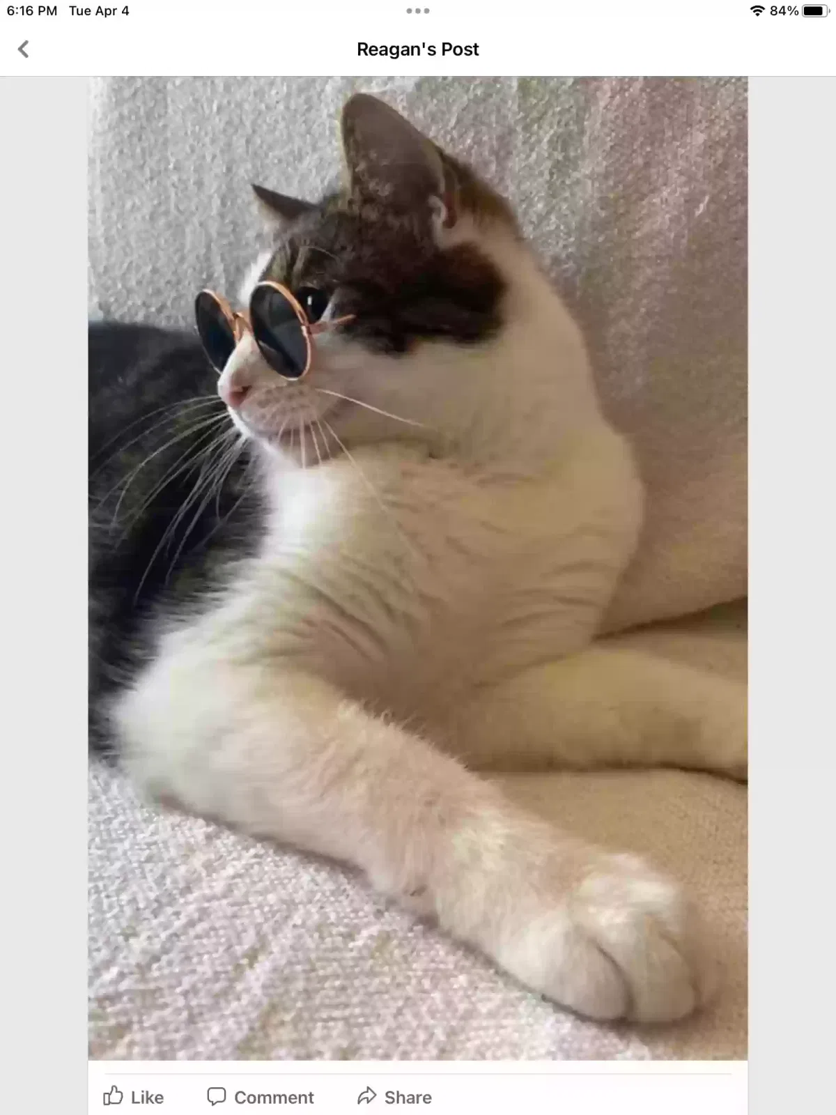 Lost cat in Maryville, TN, 37803