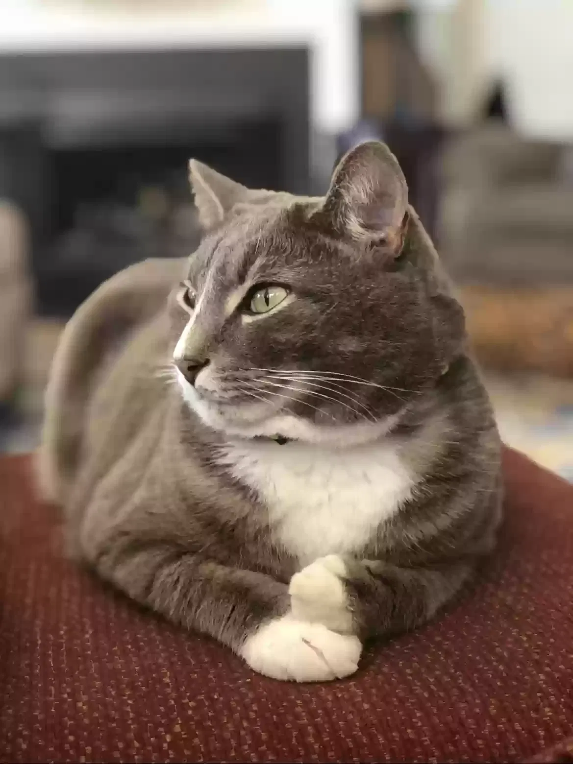 Lost cat in Irmo, SC, 29063