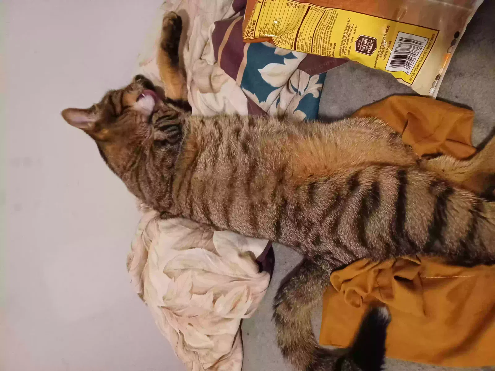 Lost cat in Indianapolis, IN, 46219