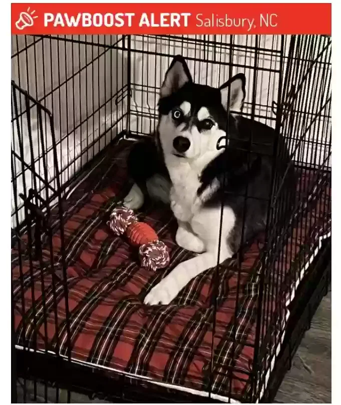 Lost dog in Salisbury, NC, 28144