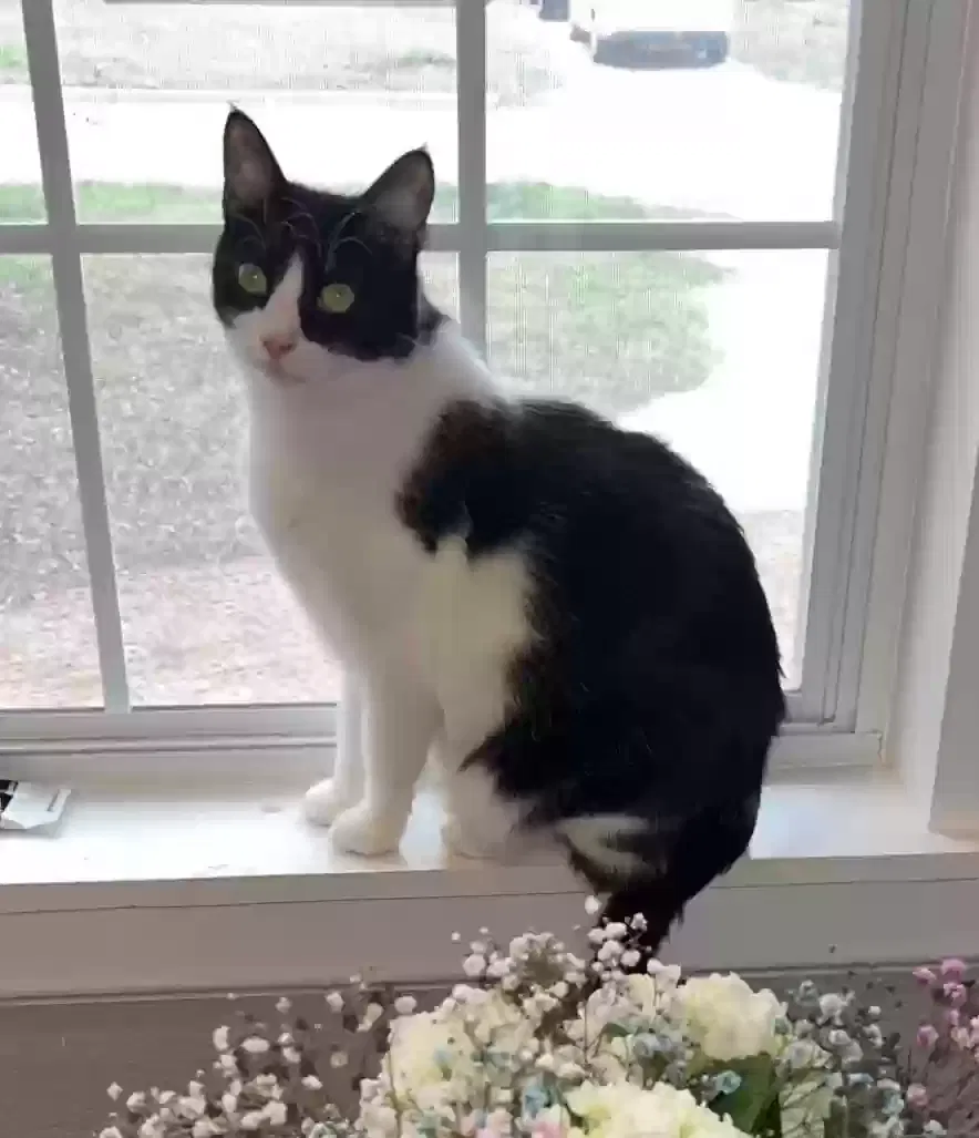 Lost cat in Oklahoma City, OK, 73112