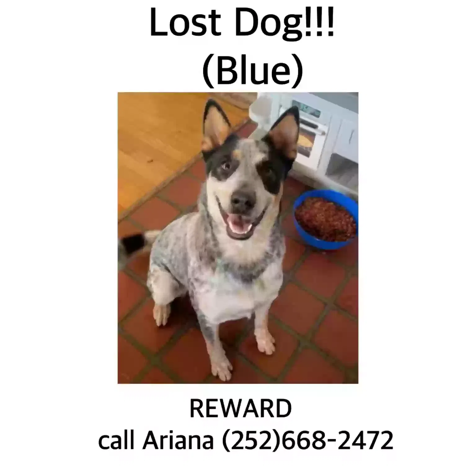 Lost dog in Lucama, NC, 27851