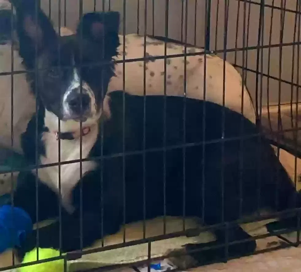 Lost dog in Eden, NC, 27288