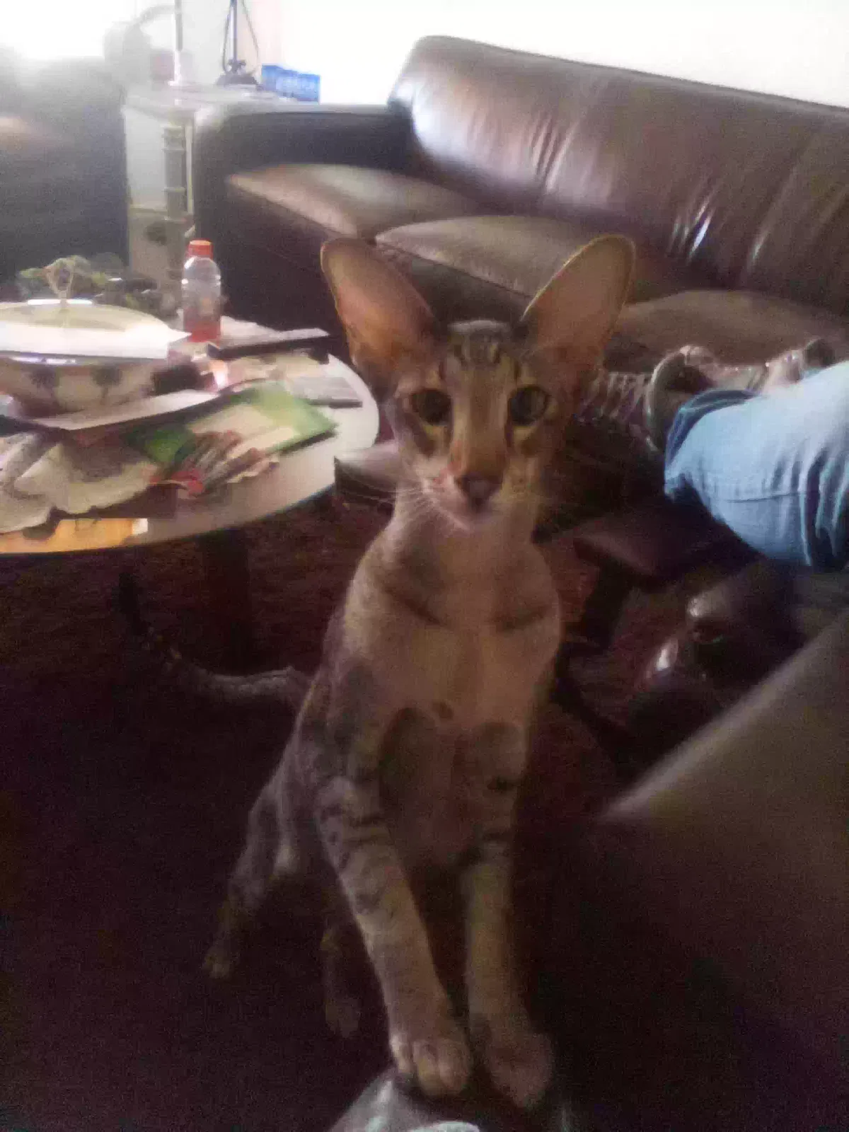 Lost cat in Desert Hot Springs, CA, 92240