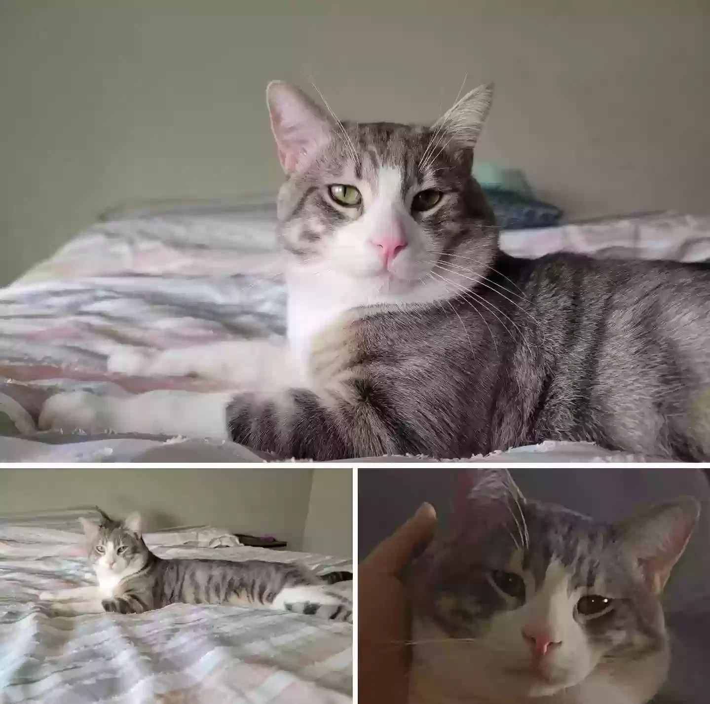 Lost cat in El Paso, TX, 79934