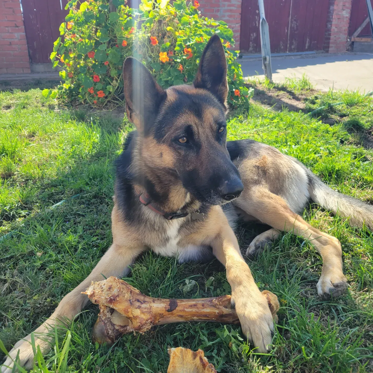 Lost dog in Hayward, CA, 94541