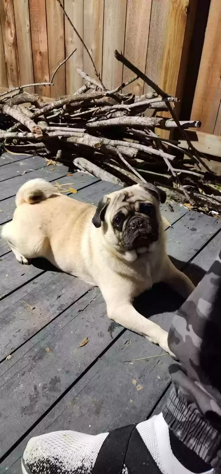 Lost dog in Houston, TX, 77090