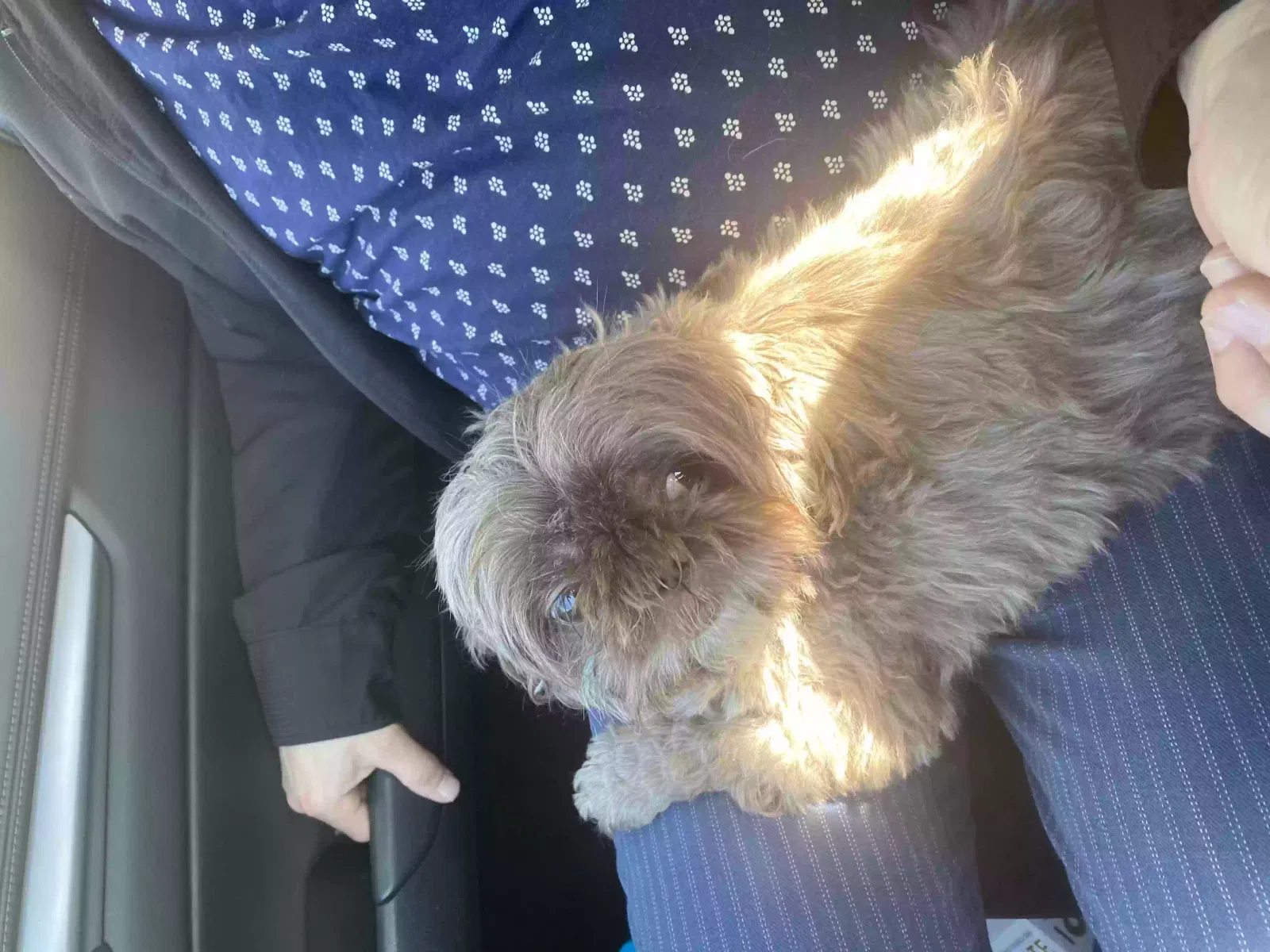Found dog in Sunland, CA, 91040