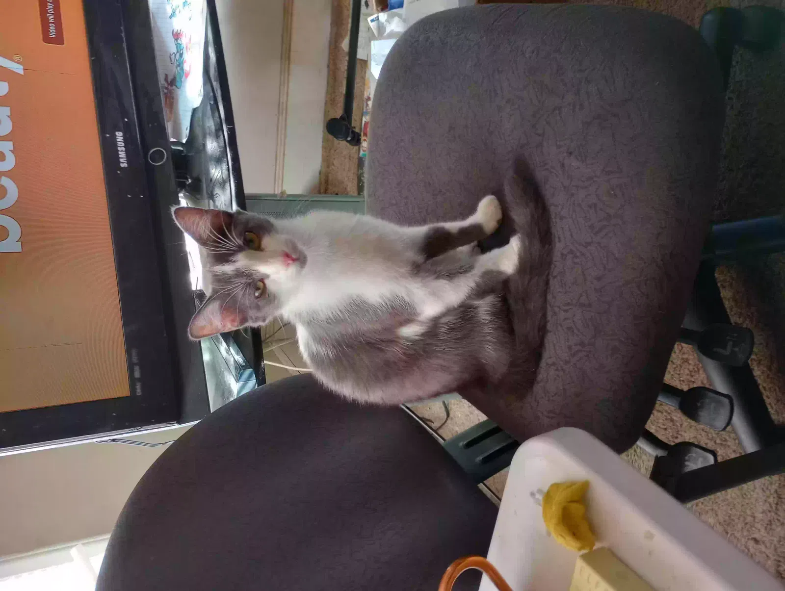 Lost cat in Charlotte, NC, 28205