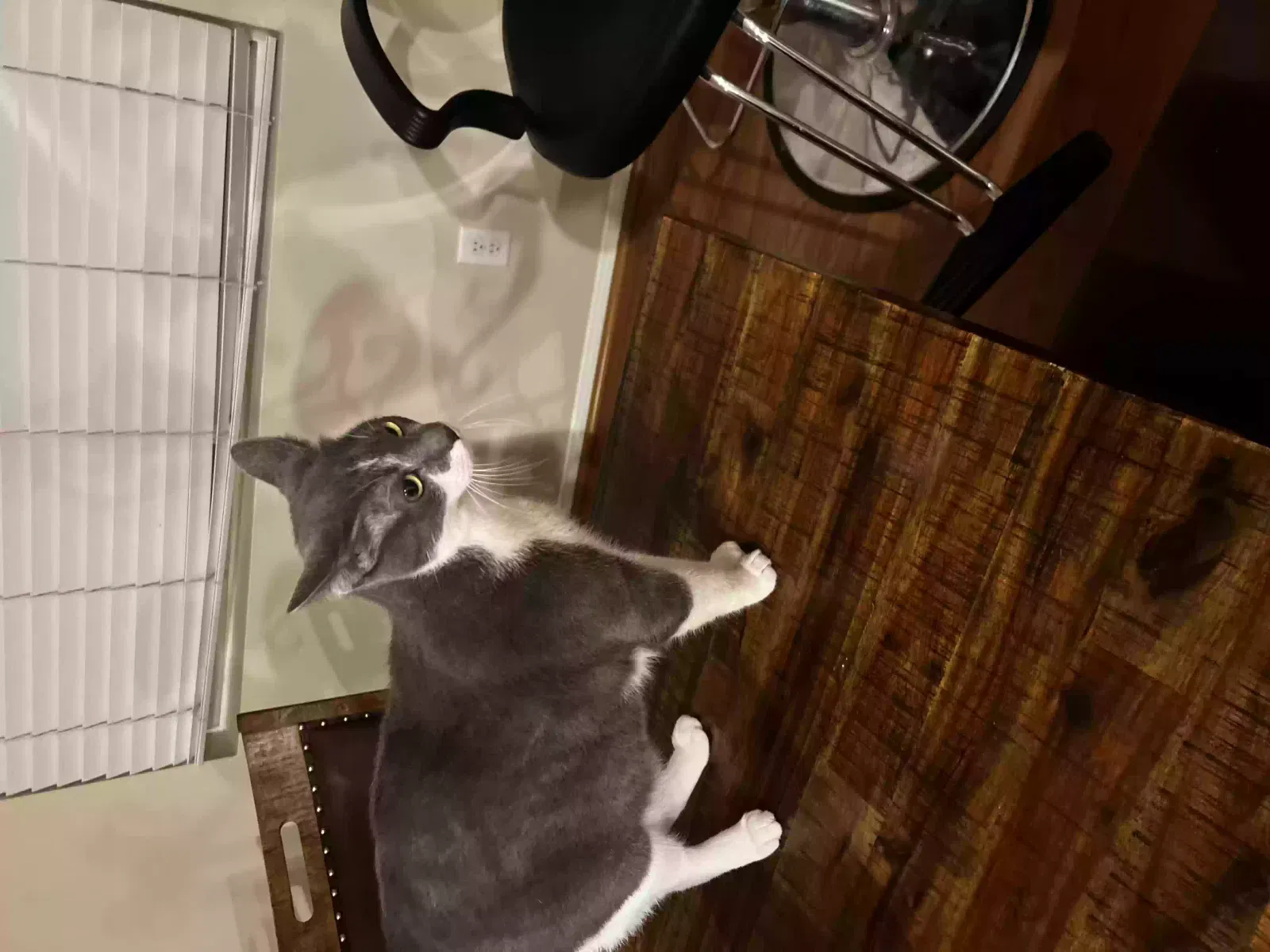 Found cat in Murrieta, CA, 92562