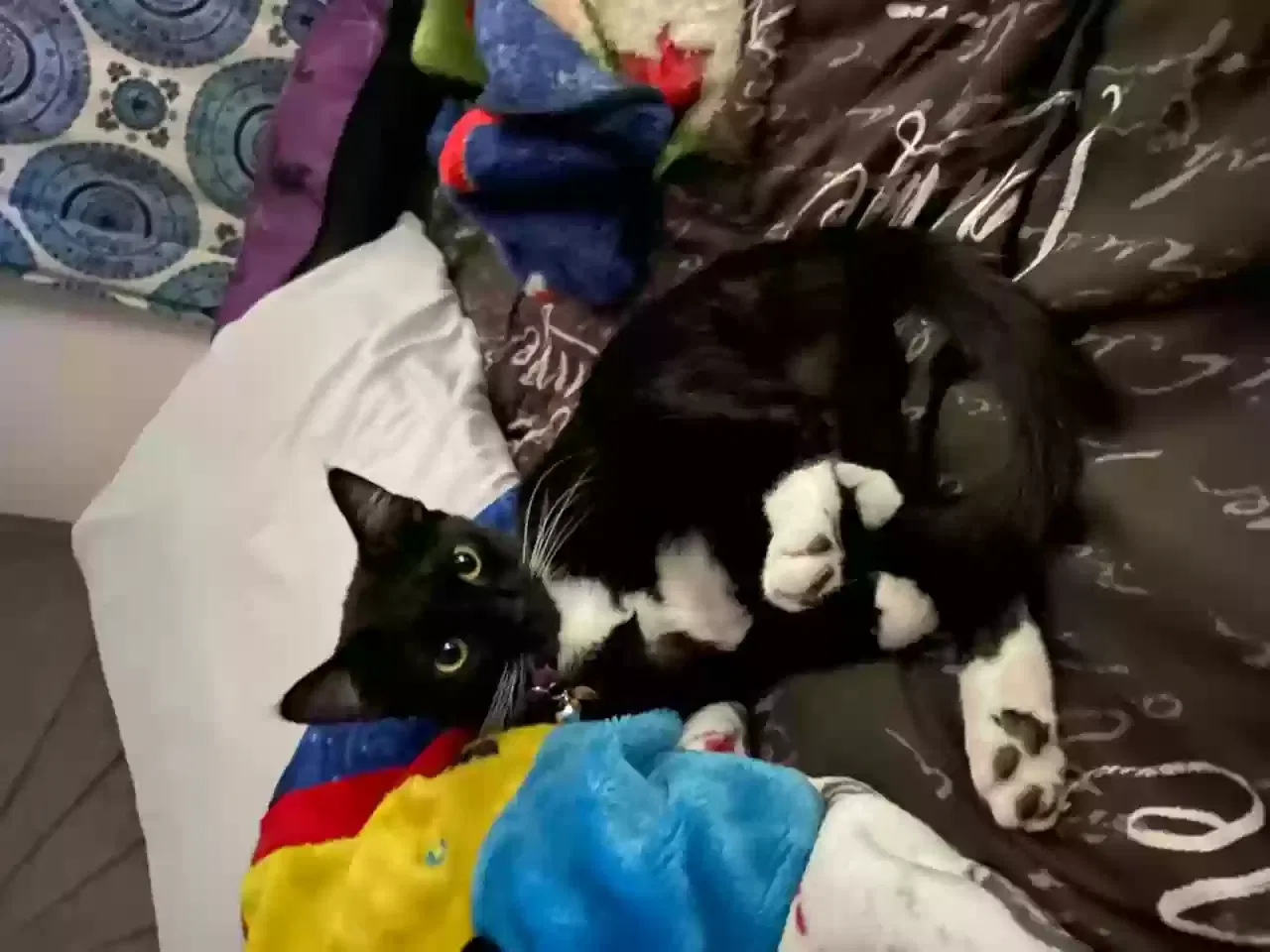 Lost cat in Hollywood, FL, 33024