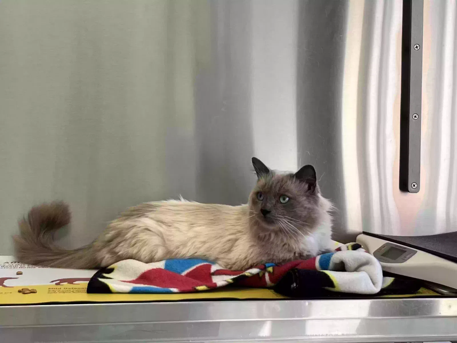 Lost cat in Newton, NC, 28658