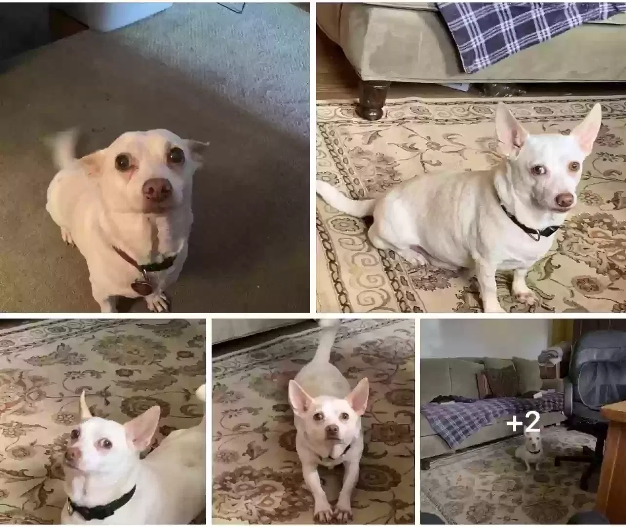 Lost dog in Memphis, TN, 38114