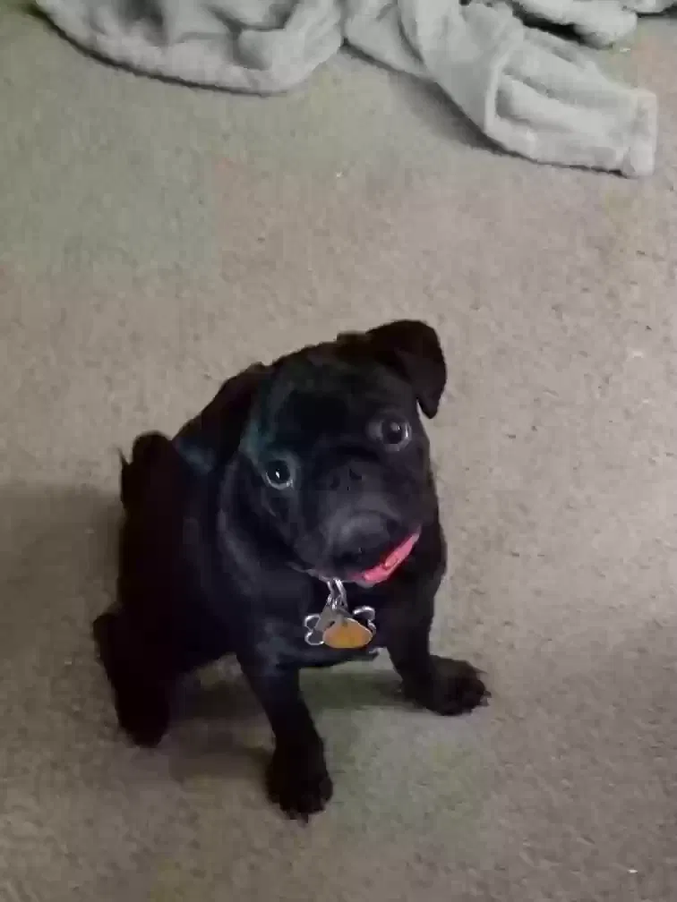 Lost dog in Oklahoma City, OK, 73162