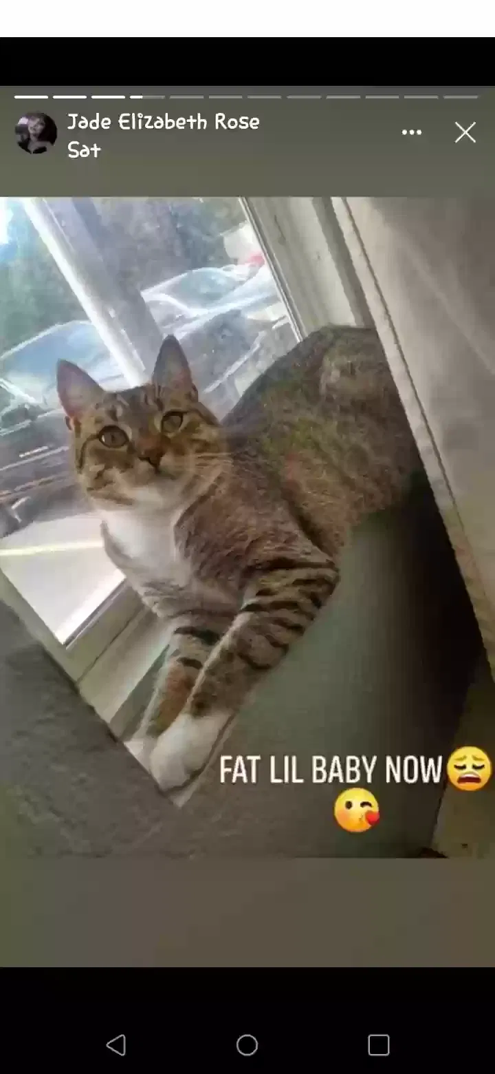 Lost cat in Norfolk, VA, 23504