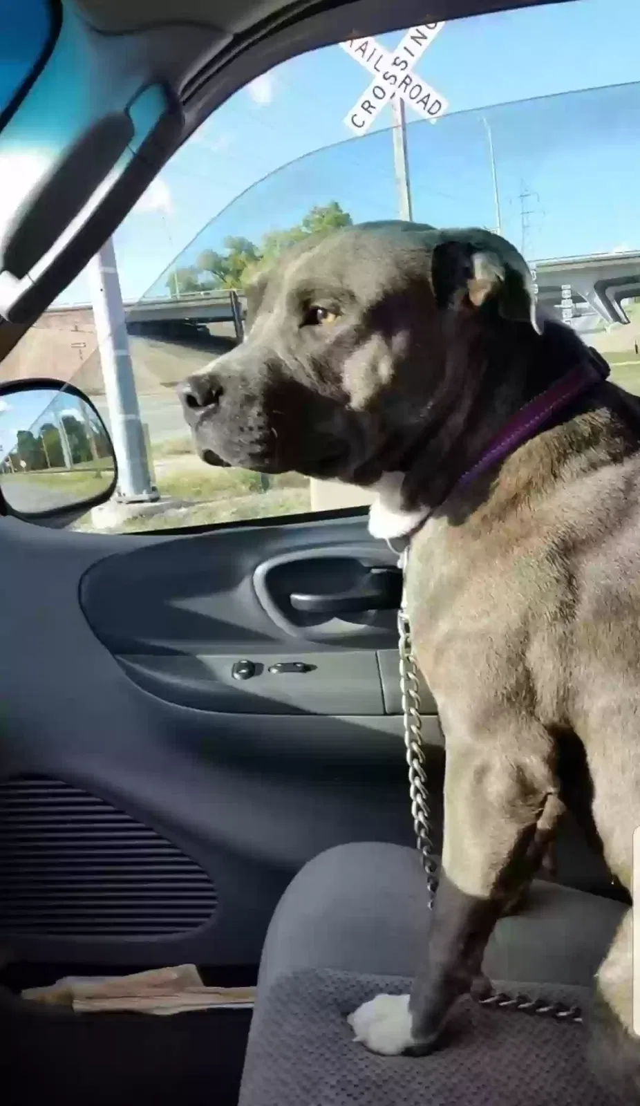 Lost dog in Sand Springs, OK, 74063