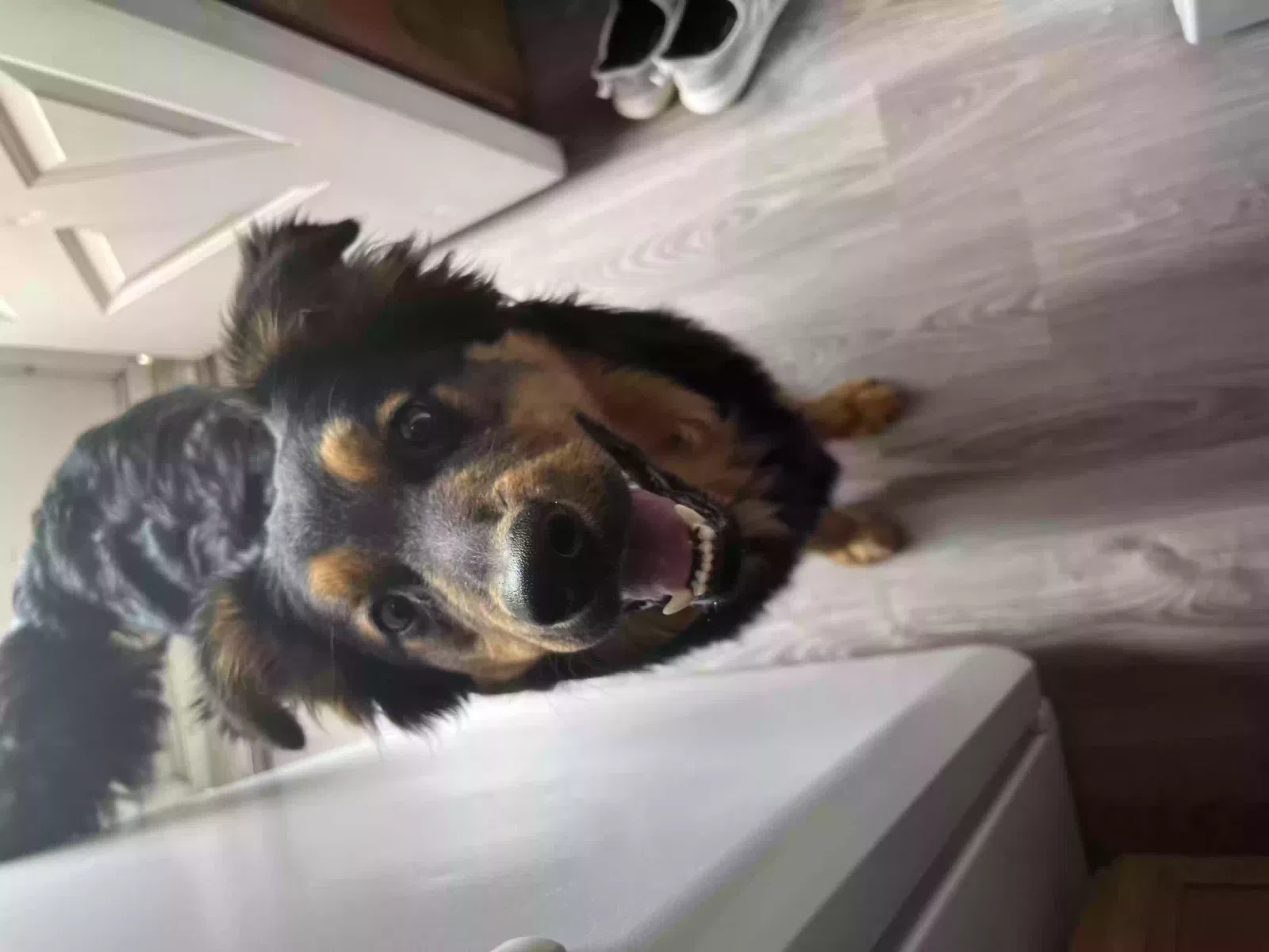 Found dog in Oklahoma City, OK, 73106