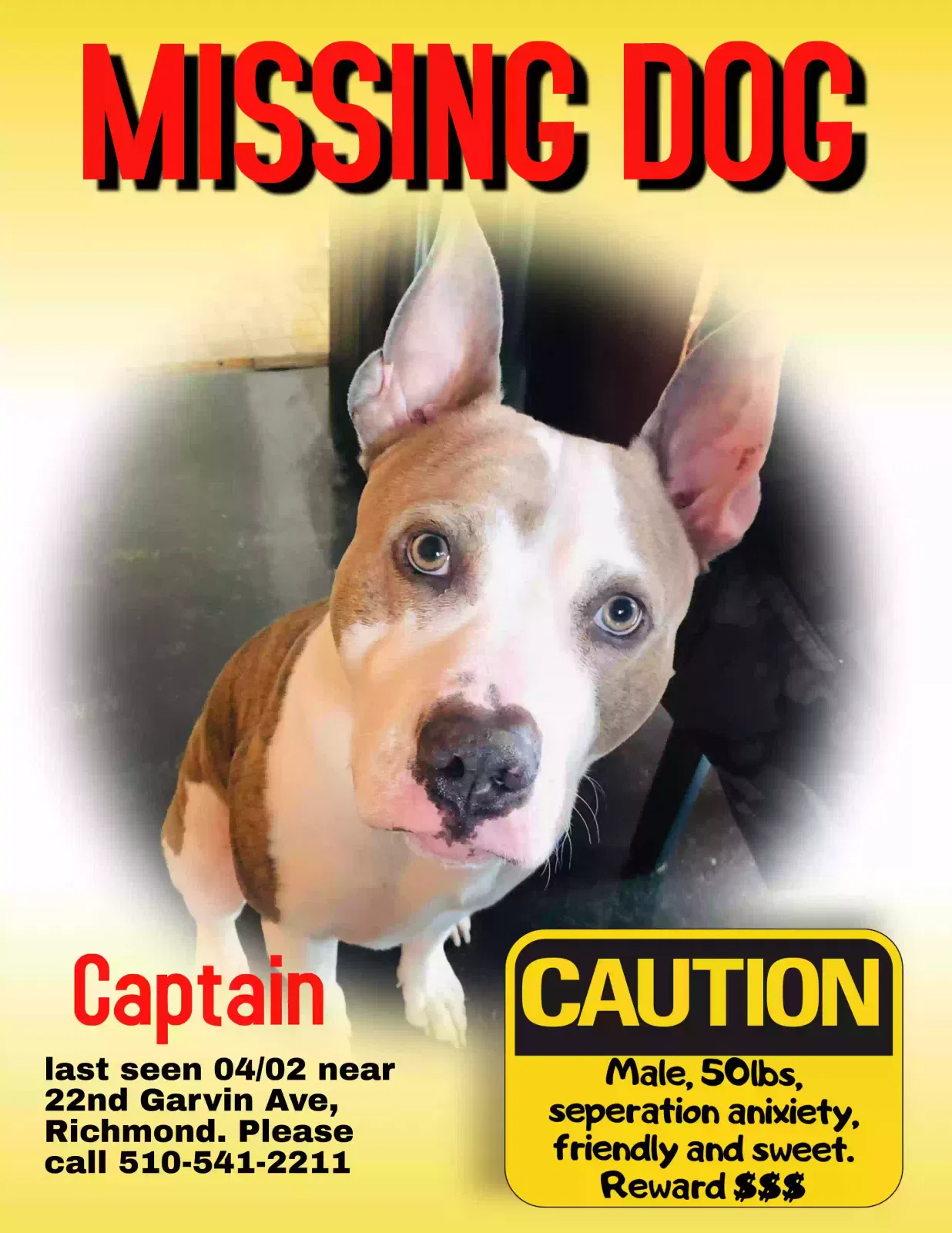 Lost dog in Richmond, CA, 94801