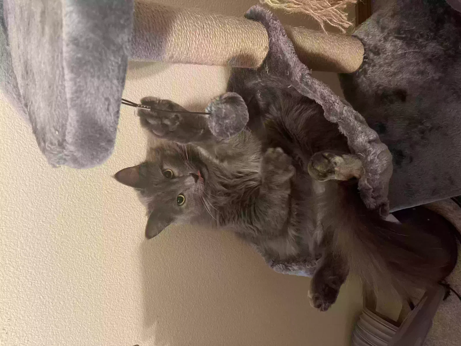 Lost cat in Eatonville, WA, 98328