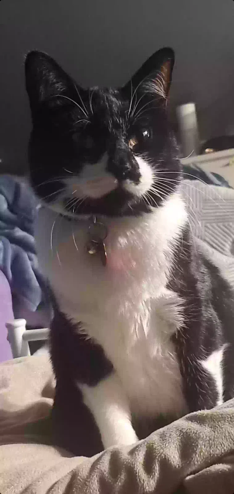 Lost cat in Bay Shore, NY, 11706