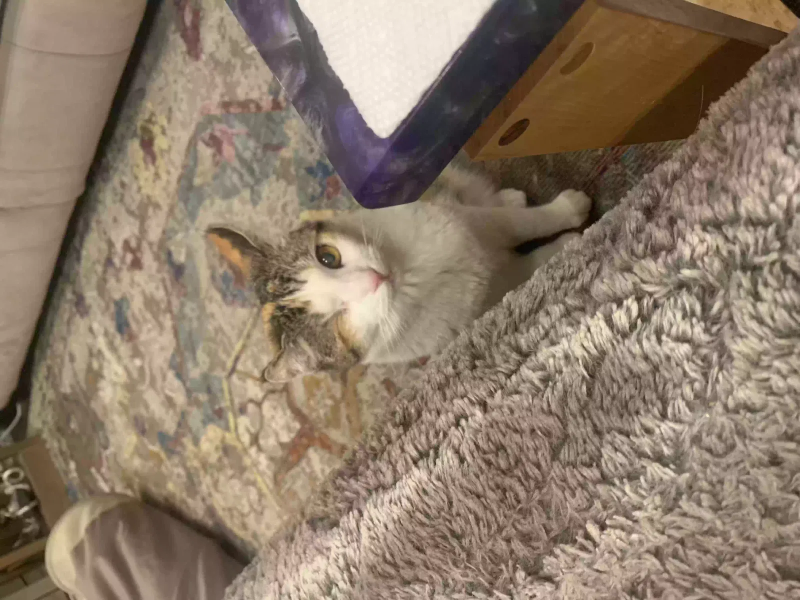 Lost cat in Temecula, CA, 92592