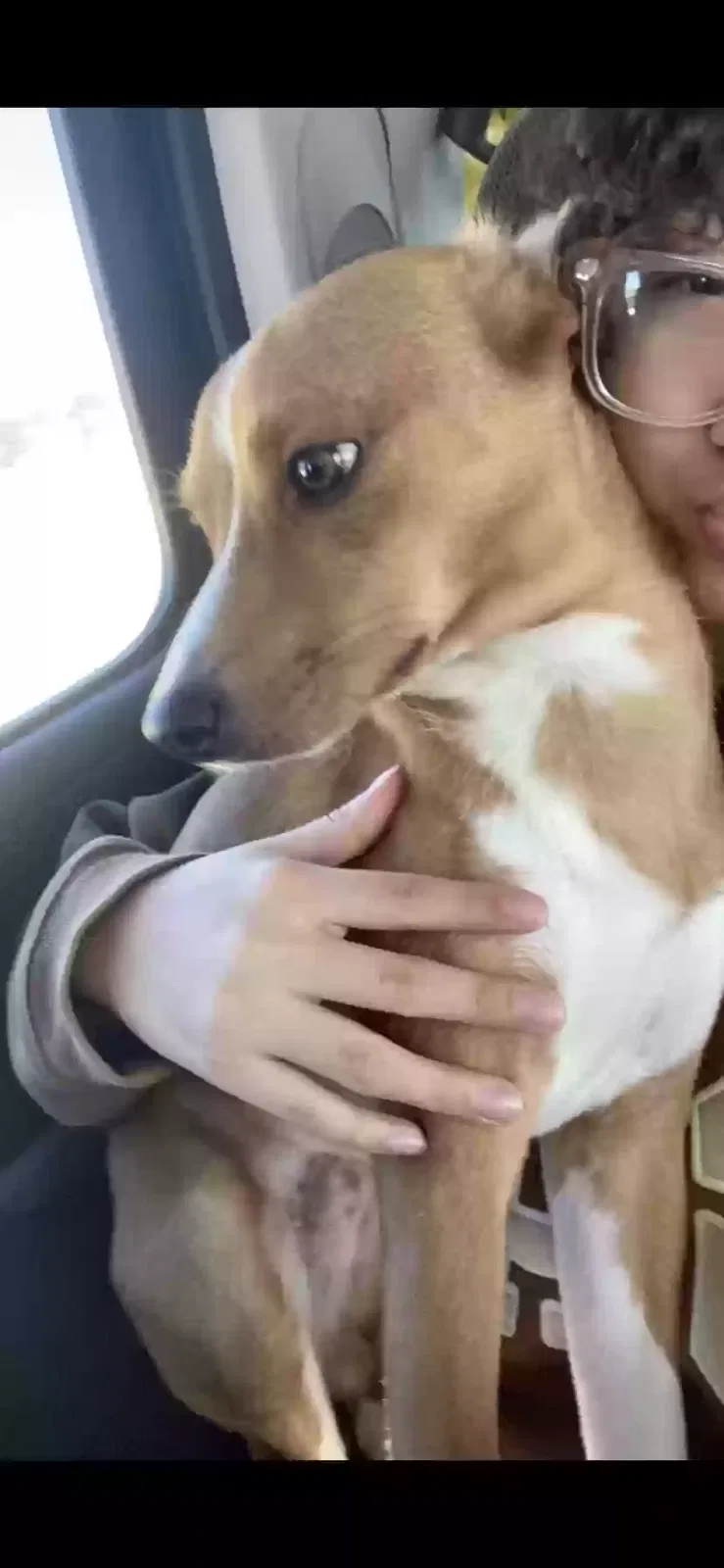 Lost dog in Lafayette, IN, 47909