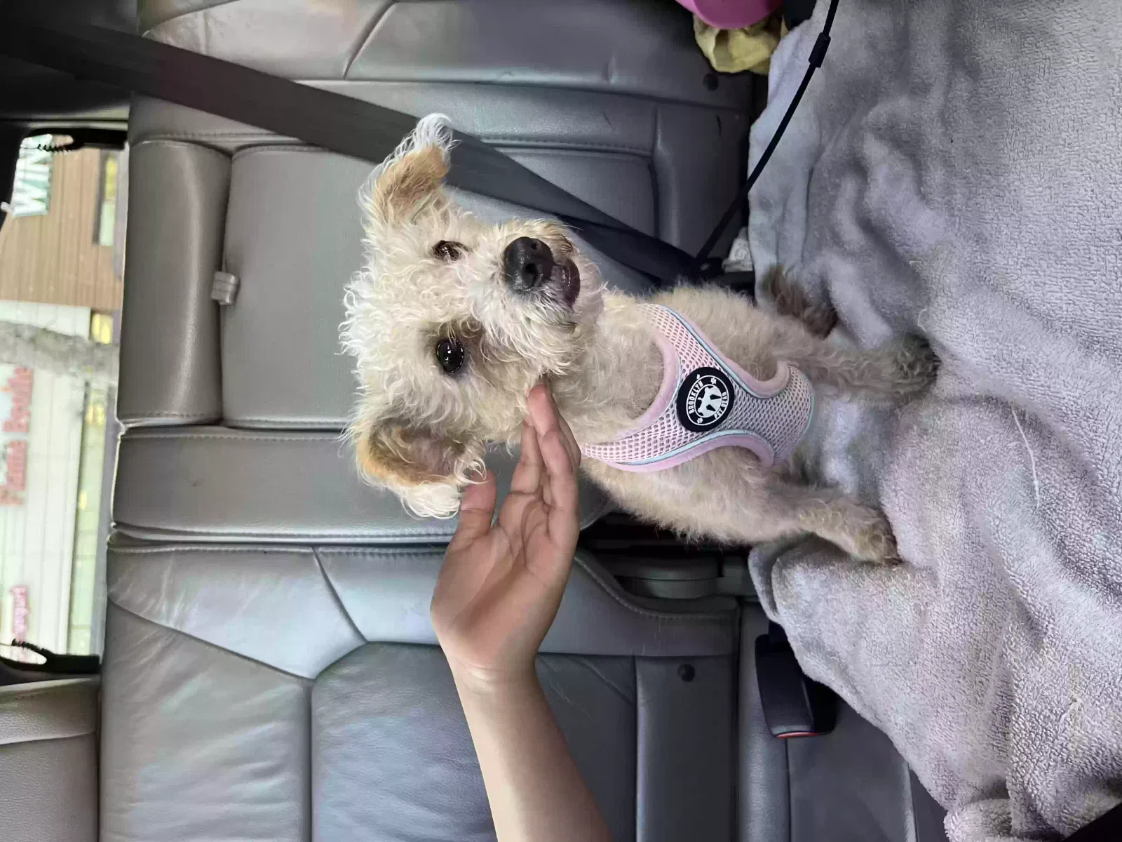 Lost dog in South El Monte, CA, 91733