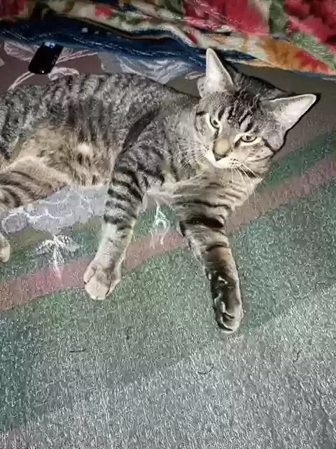 Lost cat in Milwaukee, WI, 53215