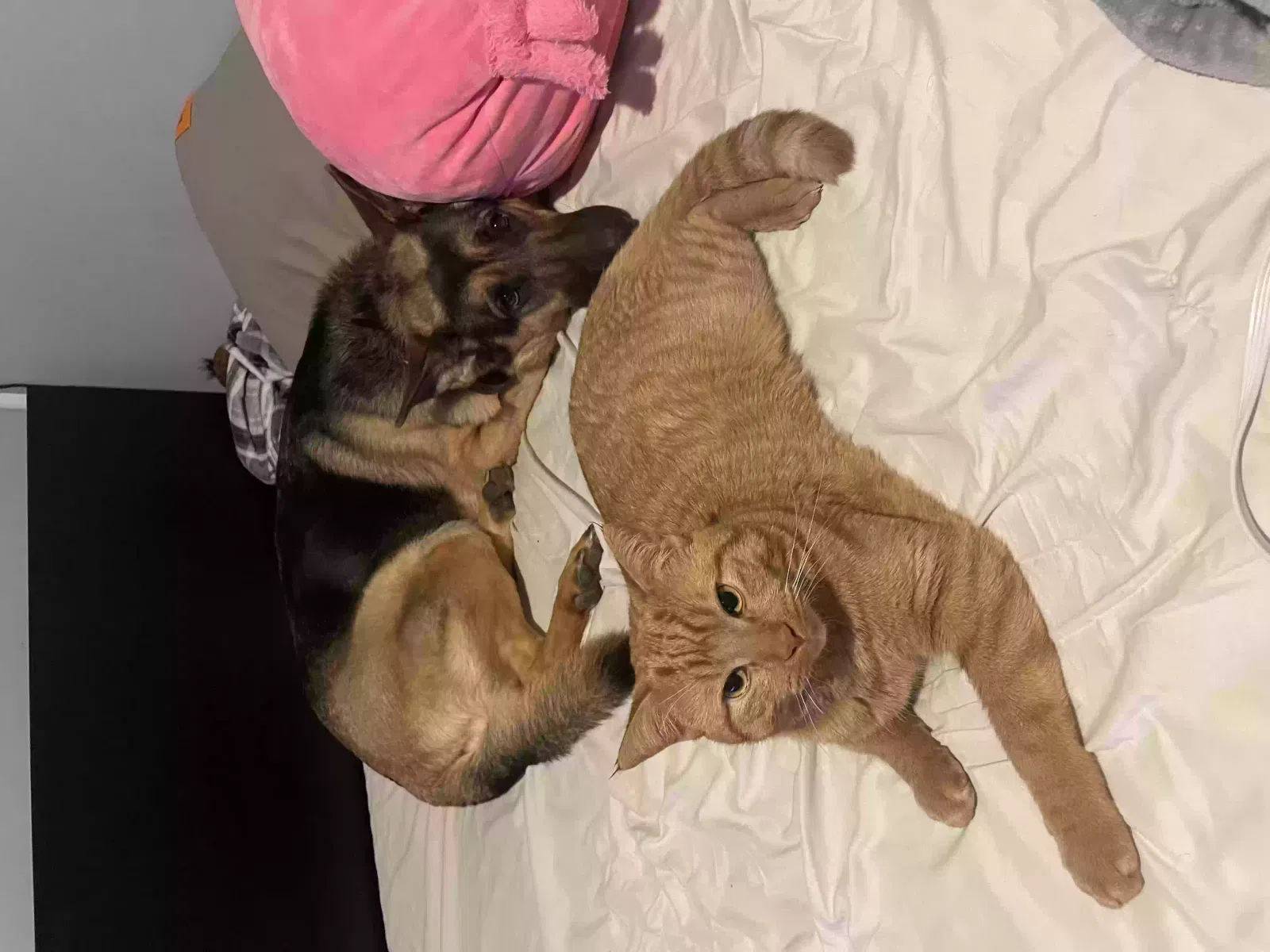Lost cat in Royal Oak, MI, 48073