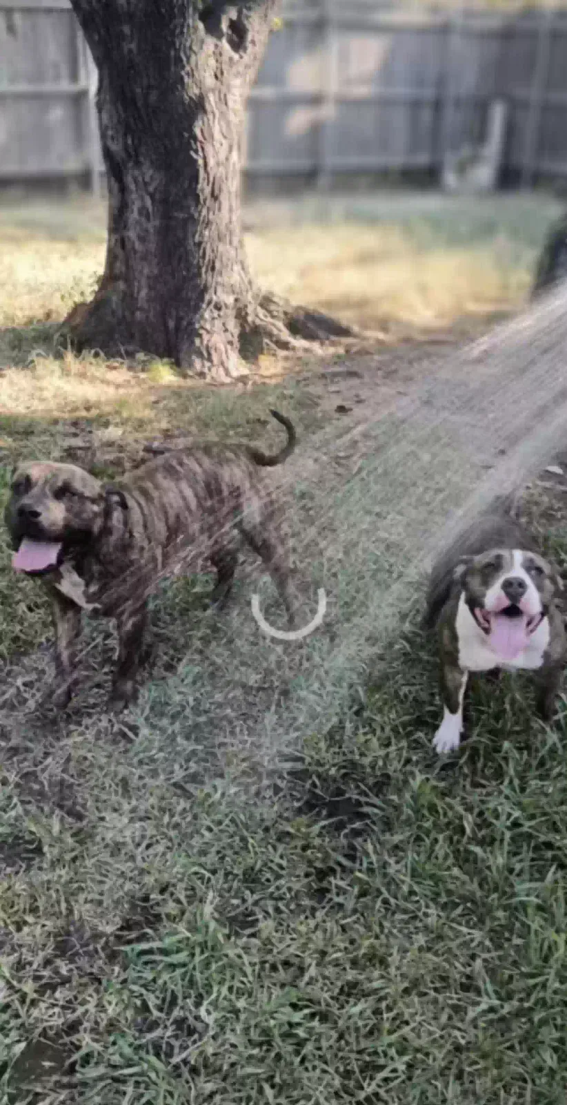 Lost dog in Fort Worth, TX, 76119