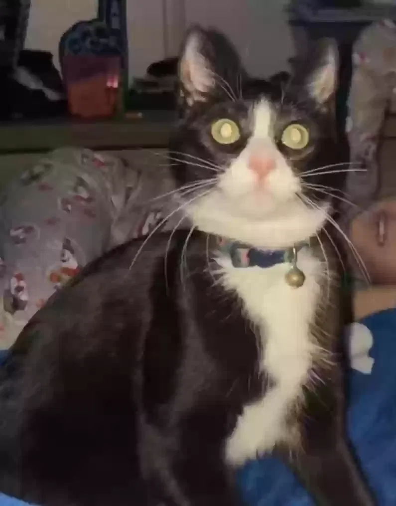 Lost cat in Rialto, CA, 92376