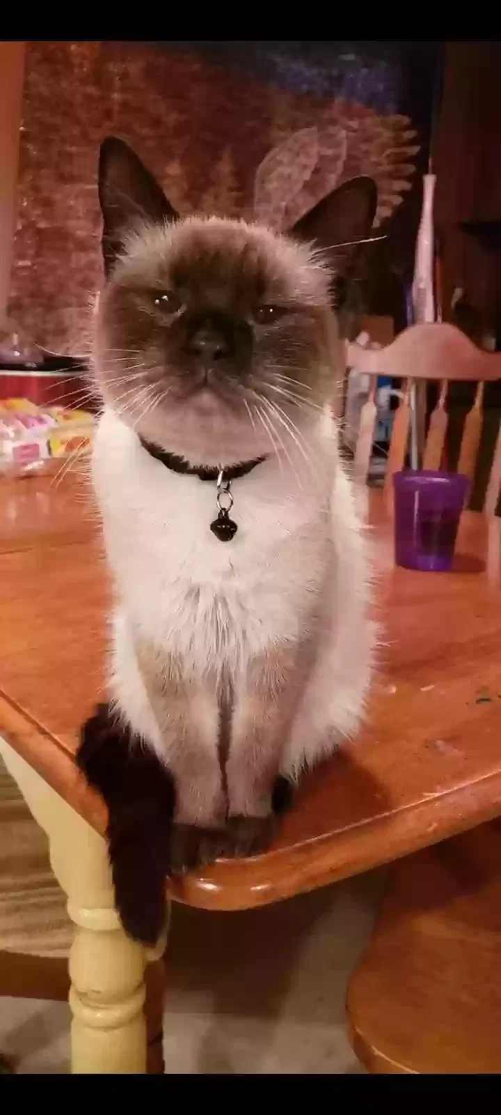 Lost cat in Verona, VA, 24482
