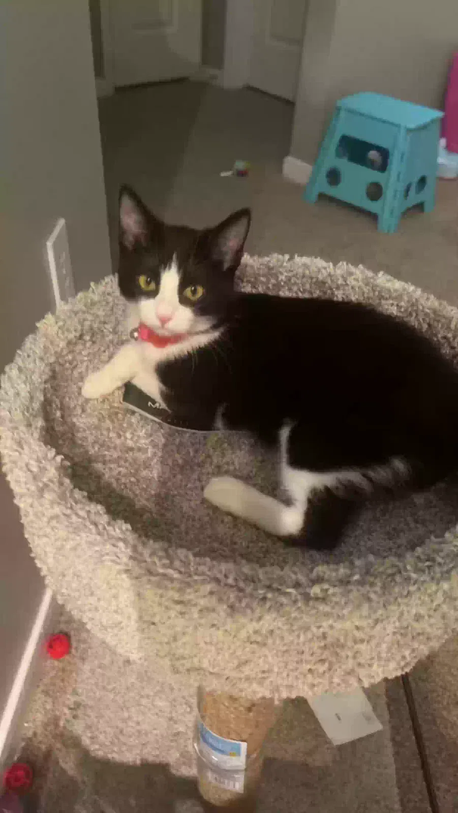 Lost cat in Beaumont, TX, 77713
