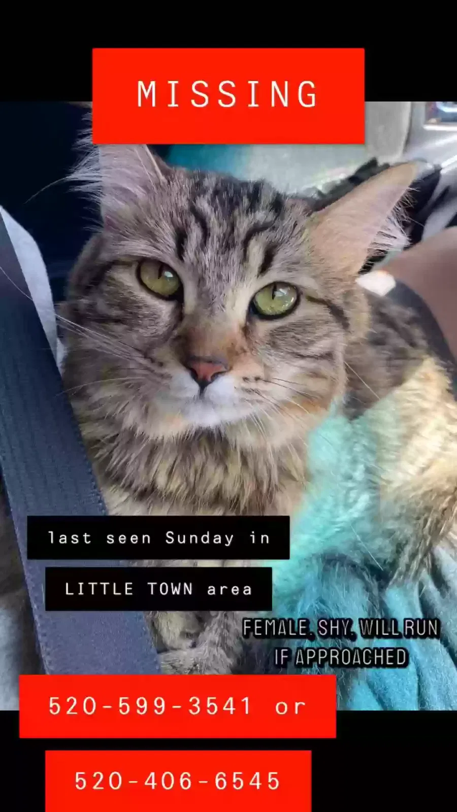 Lost cat in Tucson, AZ, 85756