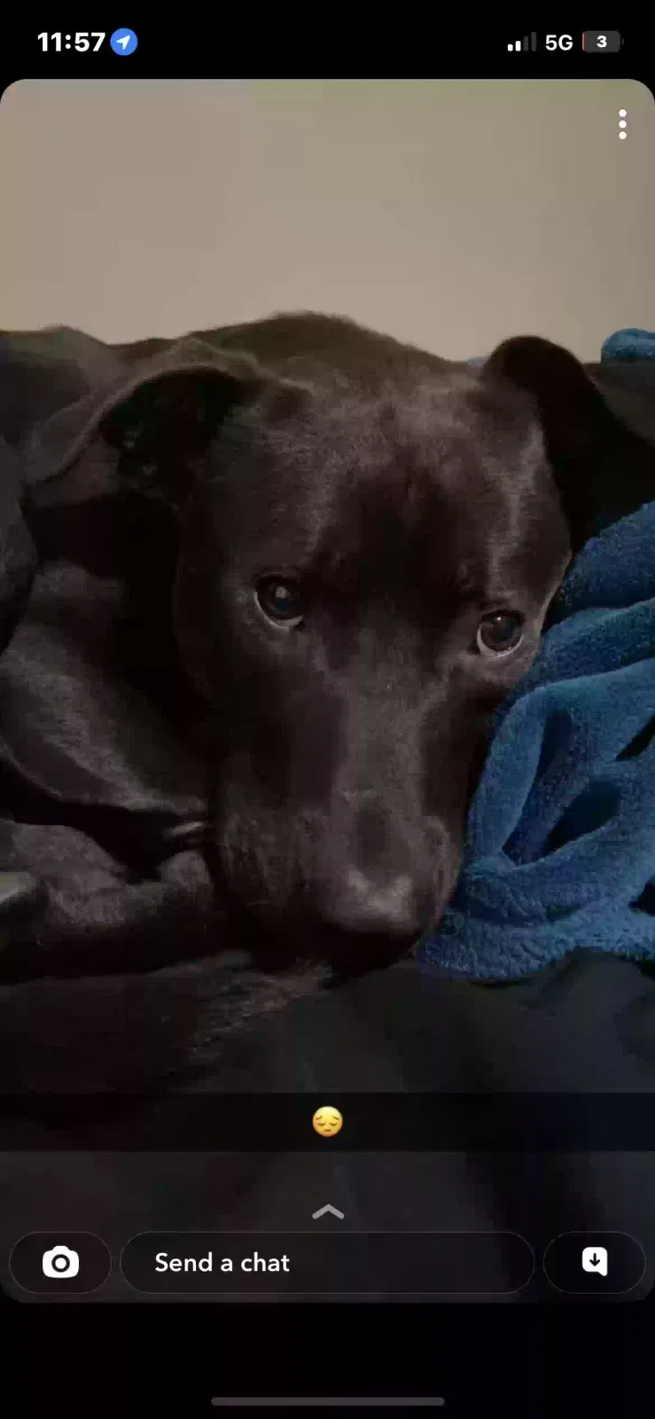 Found dog in Longview, TX, 75602