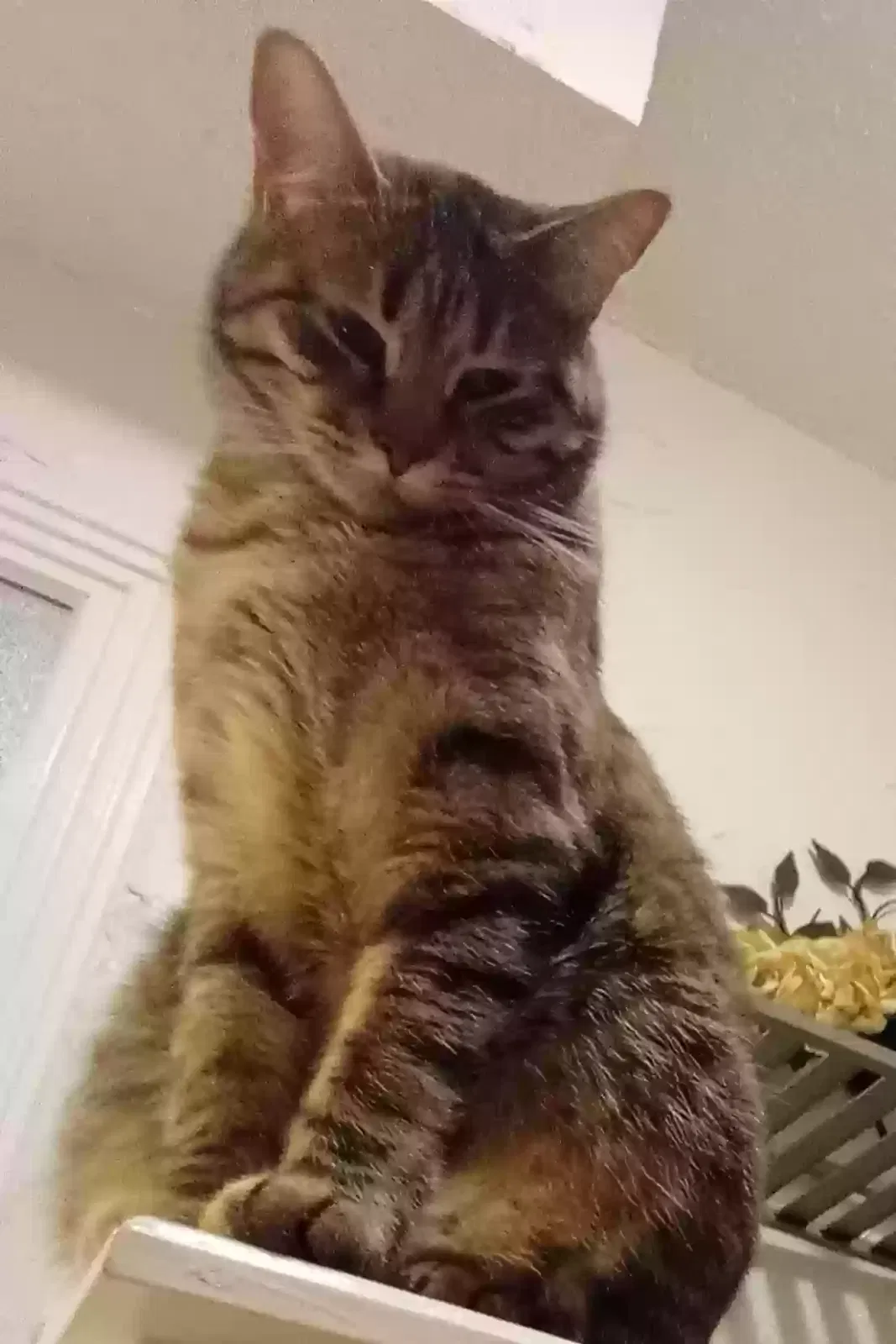Lost cat in Fort Worth, TX, 76148