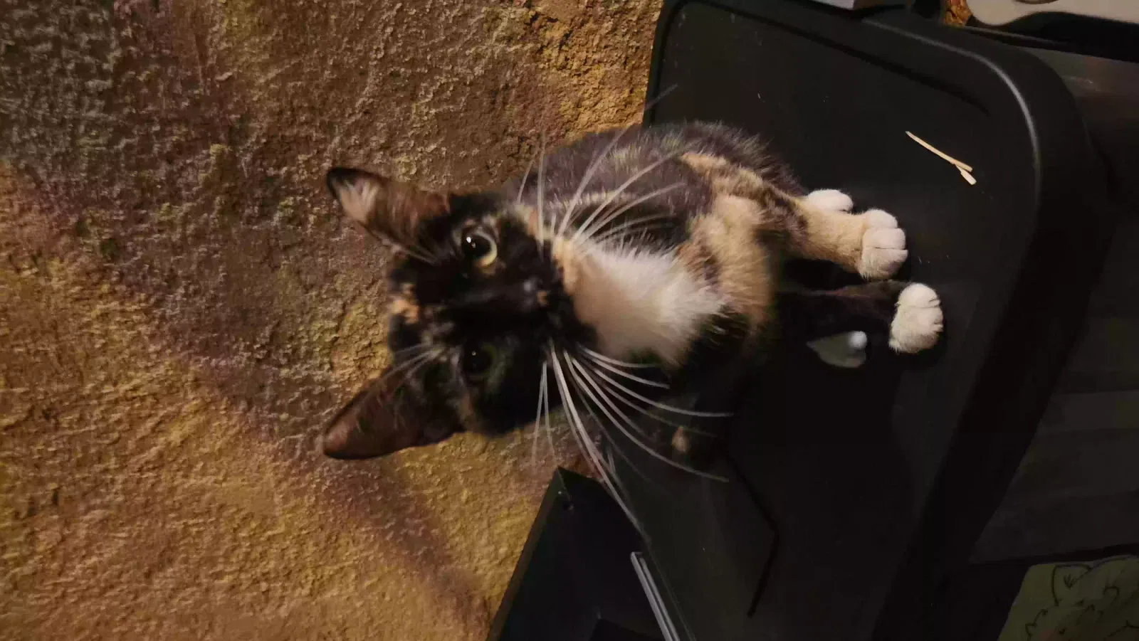 Lost cat in Newark, NJ, 7105
