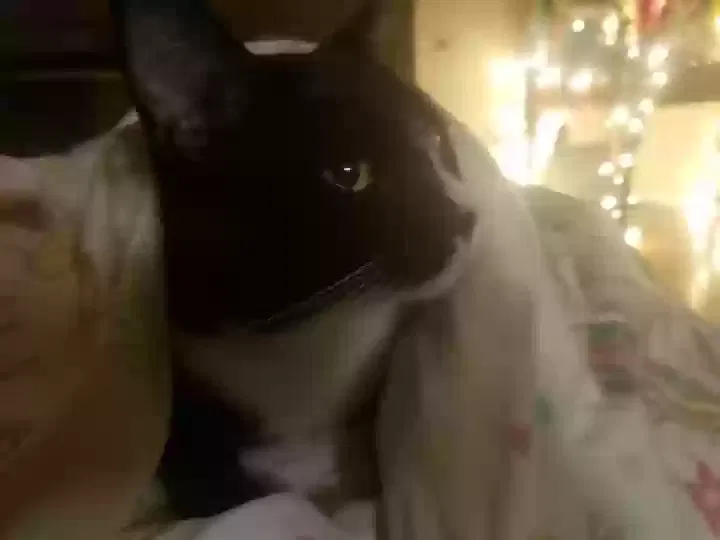 Lost cat in Victorville, CA, 92392