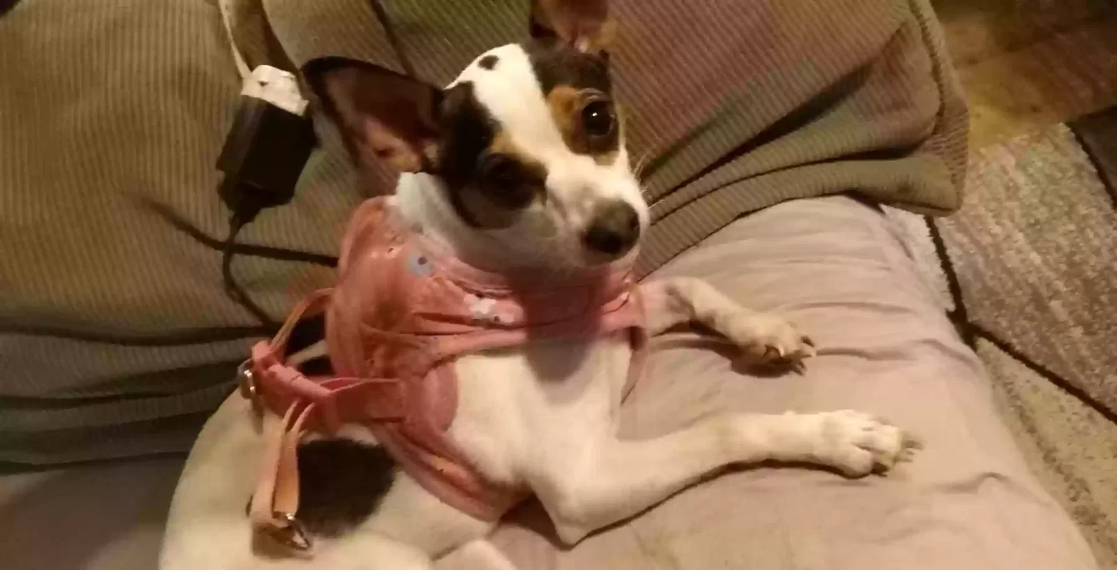 Lost dog in Tunnel Hill, GA, 30755
