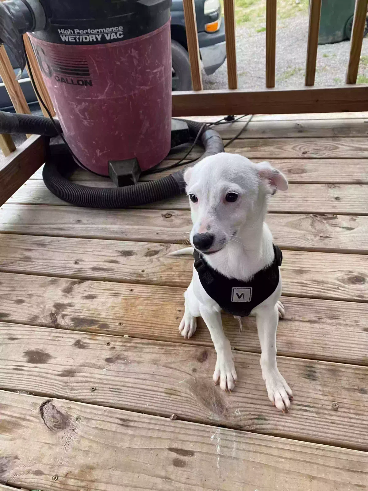 Lost dog in Bon Secour, AL, 36511