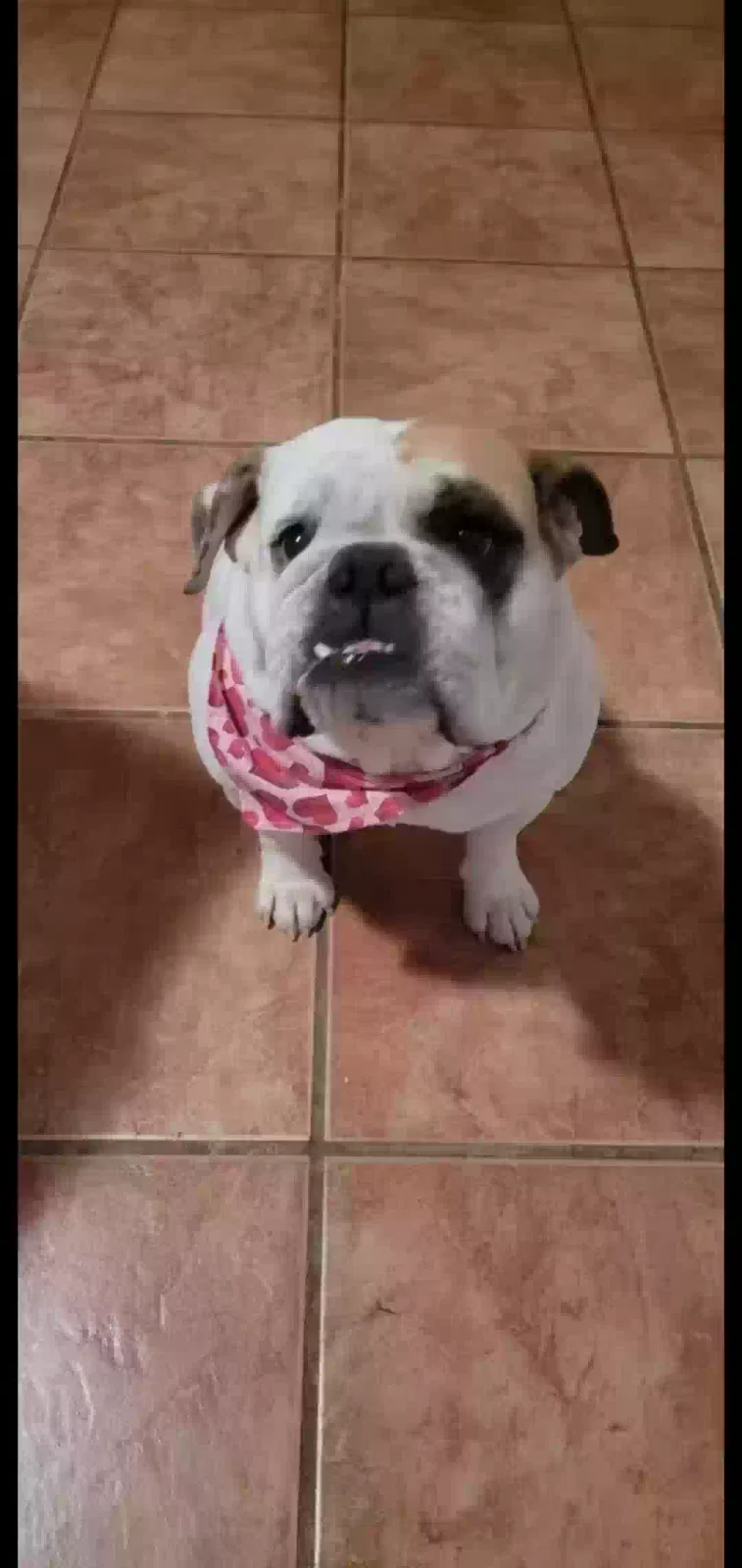 Lost dog in Albuquerque, NM, 87102