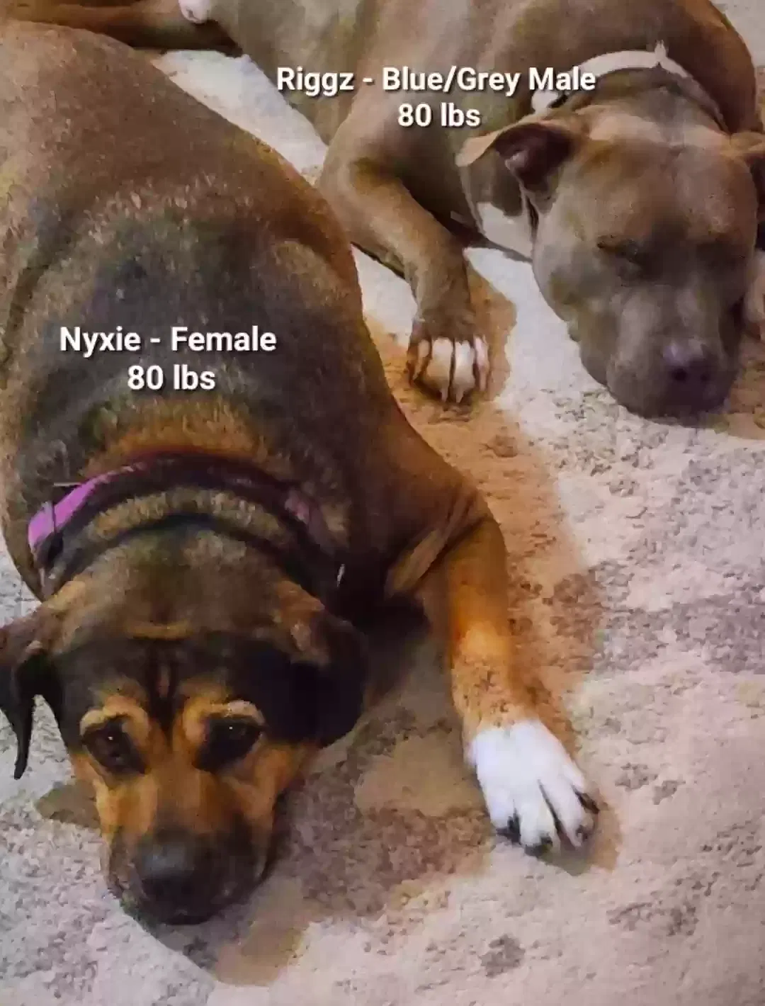 Lost dog in Sand Springs, OK, 74063